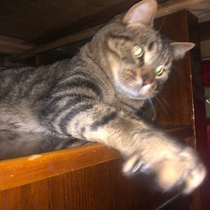 Meet your Posher, Destiny